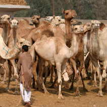 Darau Camel Market Tour